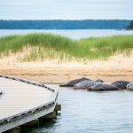 Coastal view of Kouchibouguac National Park with a salt marsh boardwalk, sand dunes, and harbour seals on the beach near the Northumberland Strait.