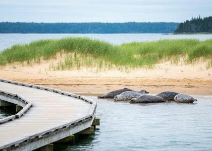 Coastal view of Kouchibouguac National Park with a salt marsh boardwalk, sand dunes, and harbour seals on the beach near the Northumberland Strait.